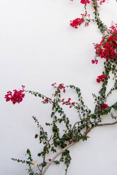 istock Flowers on empty stone wall and paved street 1307009803