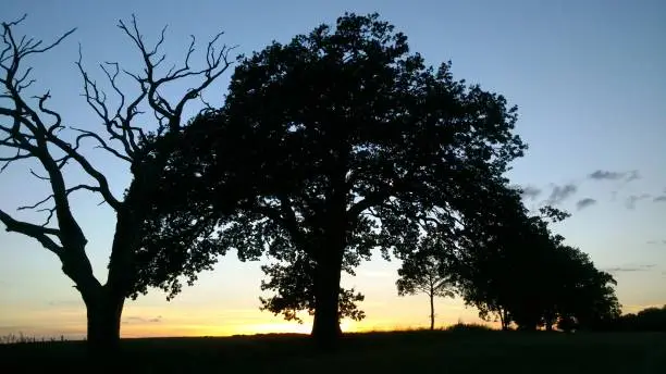 oak tree on ridge sunset blue sky