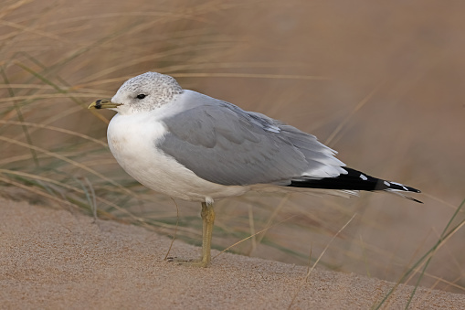 Common Gull (Larus canus canus) adult standing on sand dune\