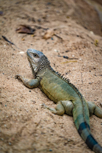 istock Animal Photo 1307015243