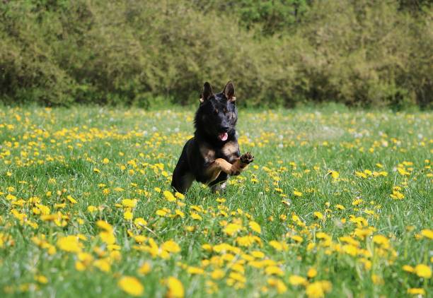beautiful german shepherd is running on a field with yellow dandelions