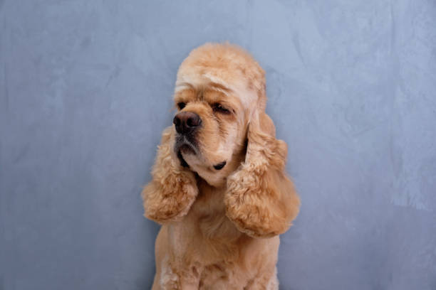 istock american cocker spaniel head close up after haircut 1307019870
