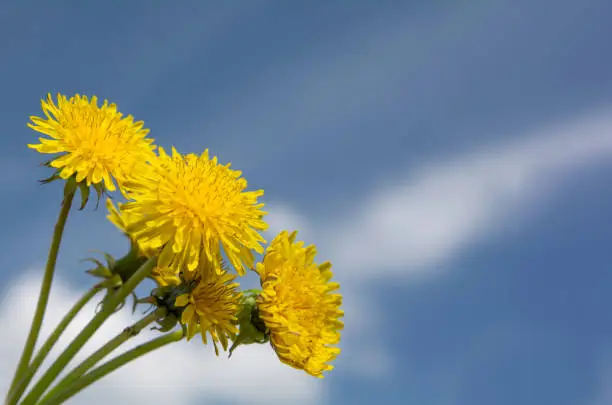 dandelion flowers against the blue sky, place for text, close-up