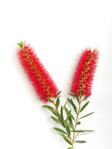 Red bottle brush flower and stem on white background. The callistemon citrinus plant produces abundant red bloom in the spring and summer in warm locations. The plat can grow into a full sized tree. Native to Australia