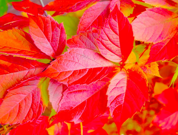 istock Autumn background Colorful foliage in the park. 1307021319