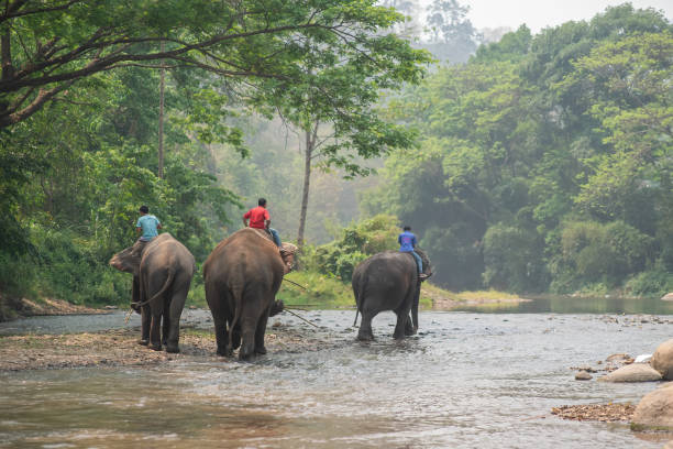 Unidentified mahout rides his elephant walking in the shallow river Unidentified mahout rides his elephant walking in the shallow river elephant handler stock pictures, royalty-free photos & images