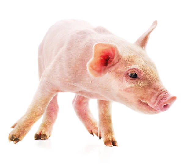 istock One little pink pig. 1307022891