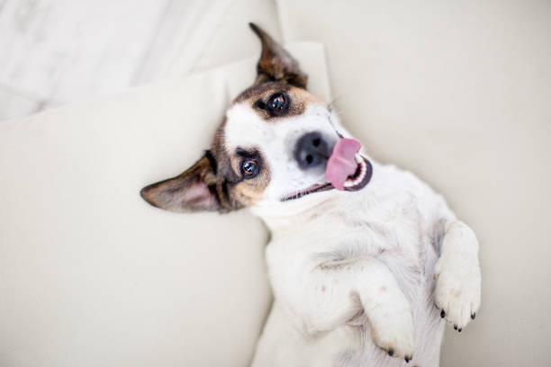 istock Dog with tongue out 1307023723