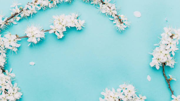 istock Spring border, spring blossom and April floral nature on blue background. Branches of blossoming apricot macro with soft focus. For easter and spring greeting cards with copy space. Springtime. 1307023973