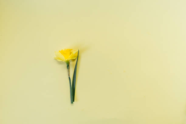 three early spring yellow daffodil buds arranged ina a flat lay on green background - spring or easter holiday background