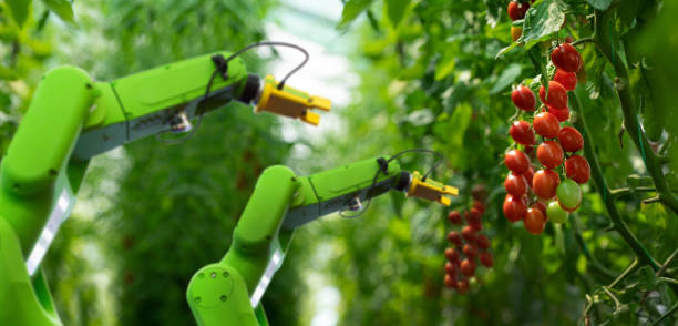 le robot travaille en serre chaude avec des tomates. agriculture intelligente et agriculture numérique 4.0 - greenhouse industry tomato agriculture photos et images de collection