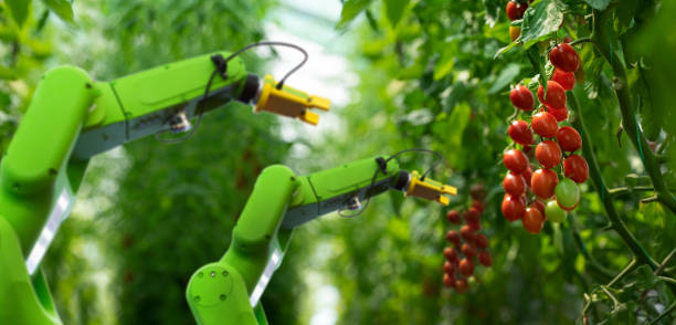 robot is working in greenhouse with tomatoes. smart farming and digital agriculture 4.0 - greenhouse industry tomato agriculture imagens e fotografias de stock
