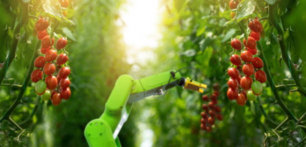 le robot travaille en serre chaude avec des tomates. agriculture intelligente et agriculture numérique 4.0 - greenhouse industry tomato agriculture photos et images de collection