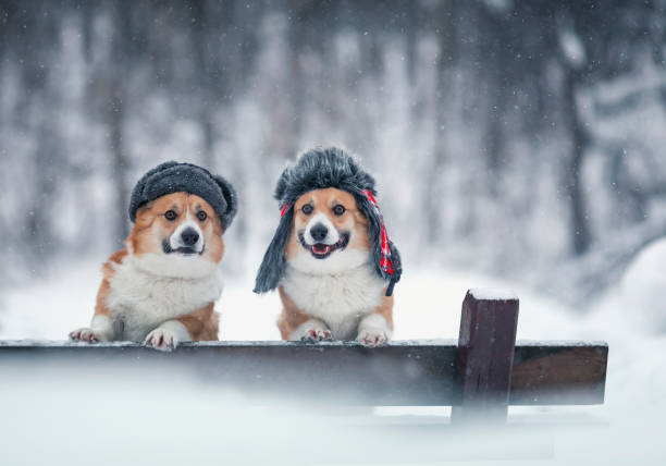 due cani corgi simili in cappelli caldi in un parco invernale sotto la neve - animal dog winter snow foto e immagini stock