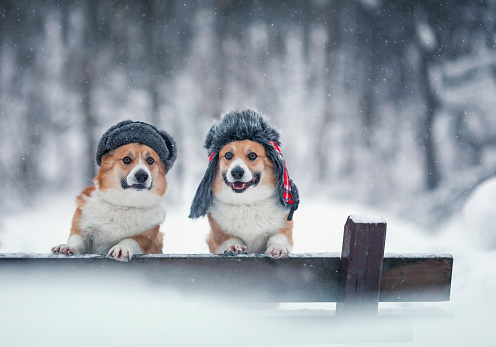 two similar corgi dogs in warm hats in a winter park under the snow look ahead