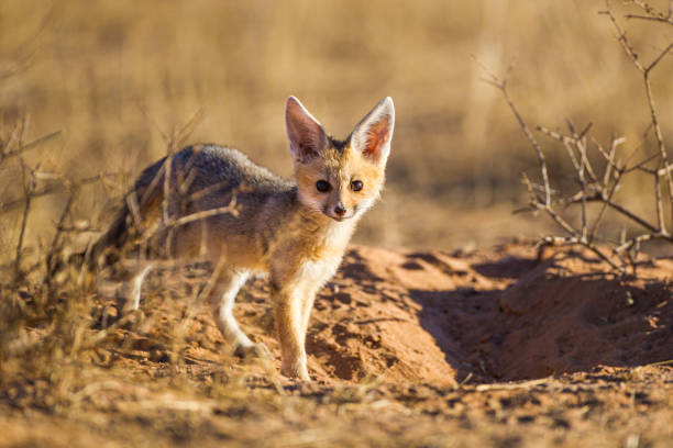istock Cape Fox cub comes up from the borrow to play in the sun 1307025653