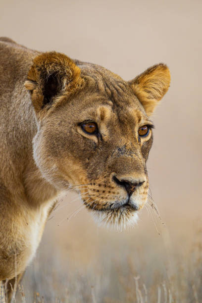 Lioness staring at another approaching lion stock photo