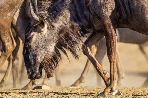 istock Close up of a blue Wildebeest walking past 1307025681