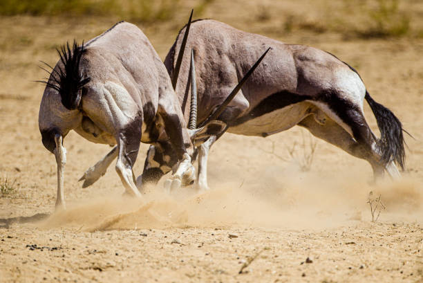 istock Gemsbok males fighting over a female 1307025693