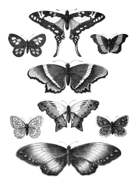 ilustrações de stock, clip art, desenhos animados e ícones de butterfly papilio nymphalidae illustration 1871 - 1871