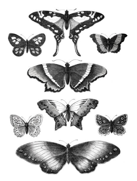 Butterfly Papilio Nymphalidae illustration 1871 Butterfly Papilio Nymphalidae illustration 1871
Original edition from my own archives
Source : Tour du monde 1871
Drawing : Mesnel - Hildibrand admiral butterfly stock illustrations