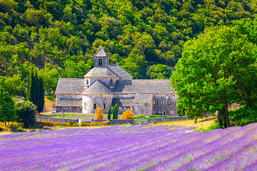 Senanque Abbey Gordes Provence Lavender fields Notre-Dame de Senanque, blooming purple-blue lavender fields Luberon France. Europe