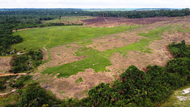 istock Cattle breeding in the Amazon Region 1307028980
