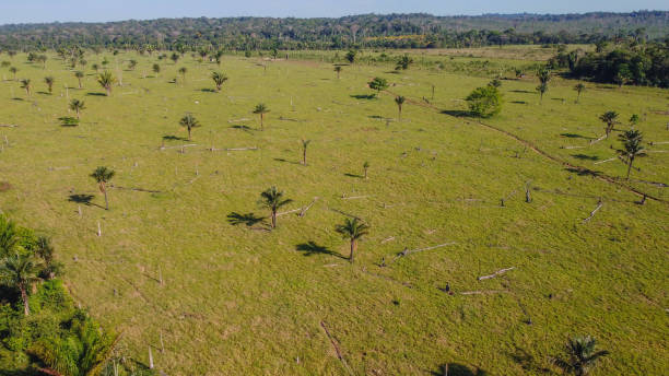 istock Cattle breeding in the Amazon Region 1307029056