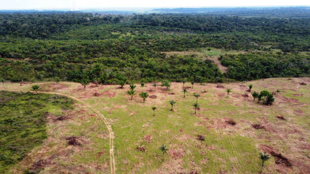 istock Cattle breeding in the Amazon Region 1307029116