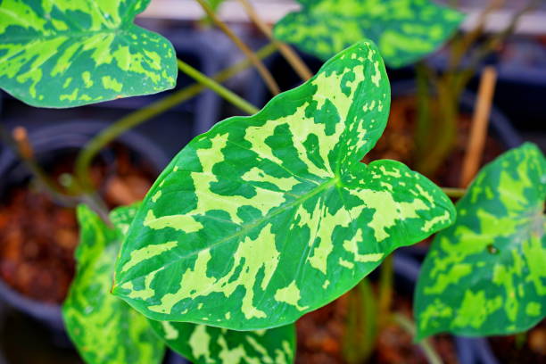 istock Caladium praetermissum 1307029139