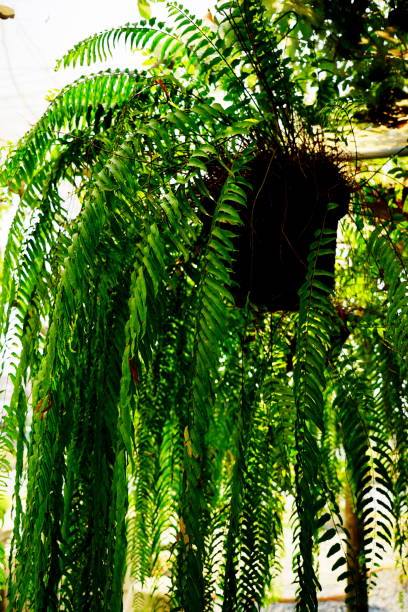 istock Hanging fern in Home Decor 1307029159