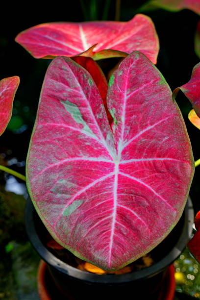 istock Red Caladium Elephant Ear Plant 1307029201