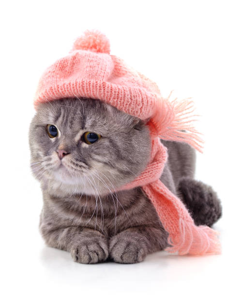 istock Kitten dressed in a knitted scarf and hat 1307029307