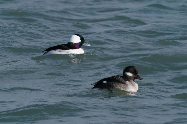 istock Bufflehead ducks in lake in early spring on cold day 1307030145