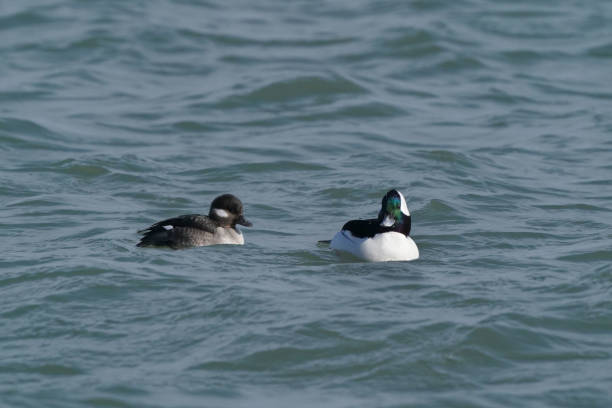 istock Bufflehead ducks in lake in early spring on cold day 1307030163