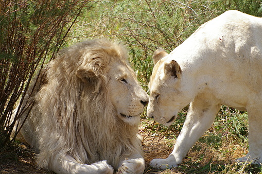 White Lion couple in Souht Africa
