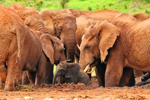 слоны в водоеме 574 - addo elephant national park фотографии стоковые фото и изображения