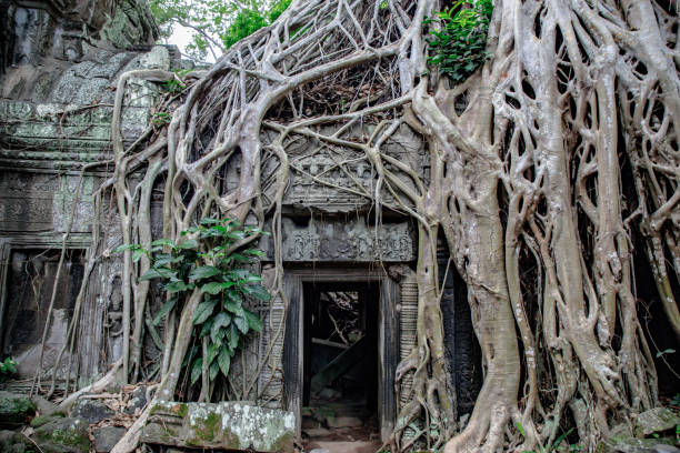istock Entrance to some temple ruins covered by a rainforest tree 1307031550