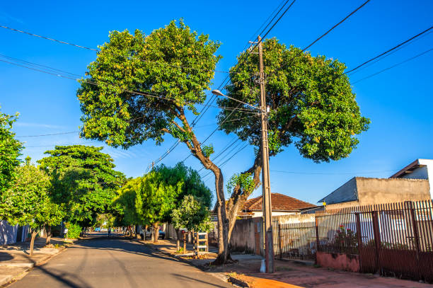 istock tree mutilation, environmental degradation in Brazil 1307033273