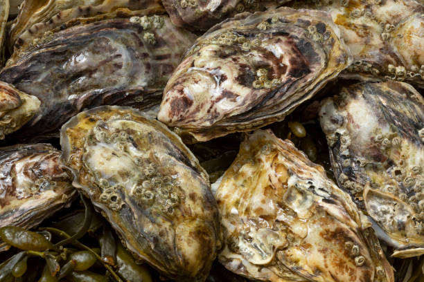 istock Fresh raw Pacific oyster, Japanese oyster, close up 1307033504
