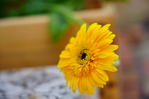Close-up Yellow Barberton Daisy Gerbera Flower in garden