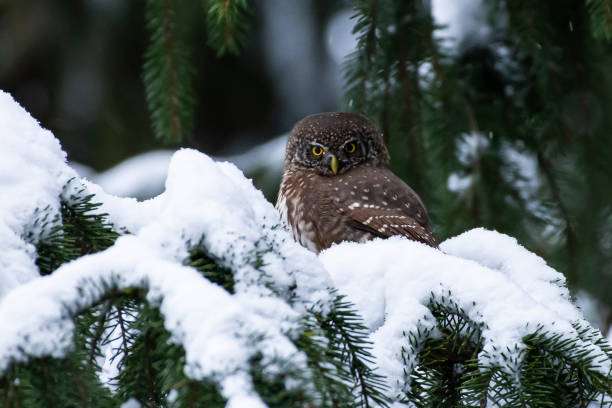 istock The Eurasian pygmy owl in the winter 1307034773