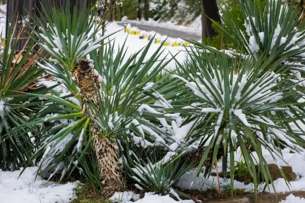 subtropical Yucca plant covered with snow