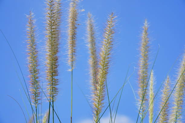 istock Flower grass field in summer on sky background 1307035128