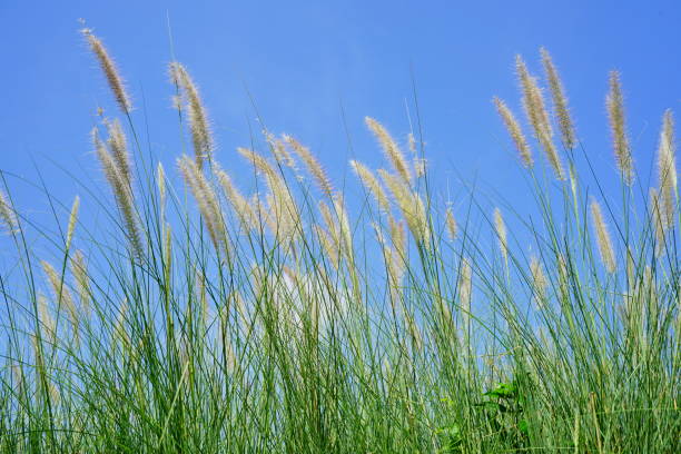 istock Flower grass field in summer 1307035645