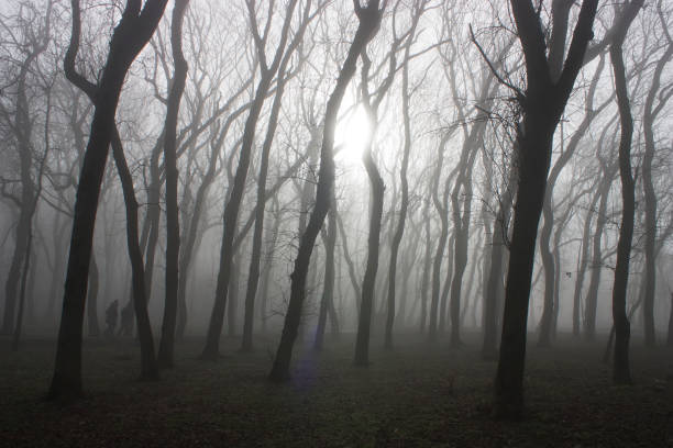 istock Morning in the forest. 1307035957
