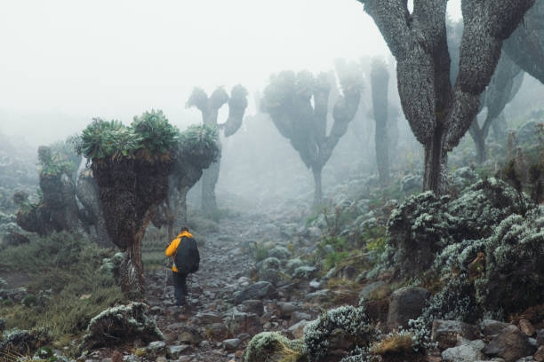 Man hiker with backpack having the trip on the Mount Kilimanjaro, Tanzania walking at the beautiful cloudy mountain valley with group of beautiful endemic trees