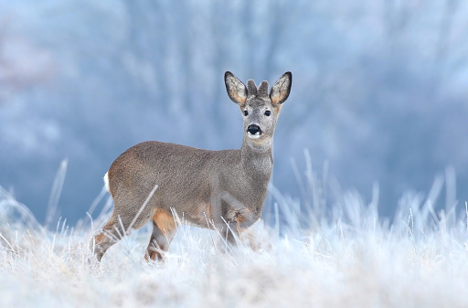 Wild roe deer in a frost covered field during winter season