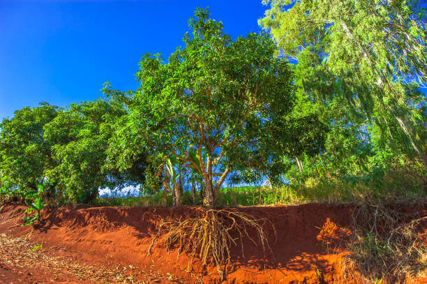 istock tree mutilation, environmental degradation in Brazil 1307036180