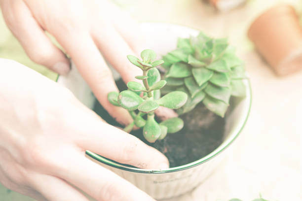 istock female hands planting spring flowers 1307037463